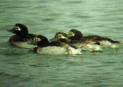 Long-tailed Duck