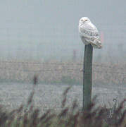 Snowy Owl