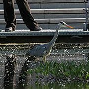 Grey Heron