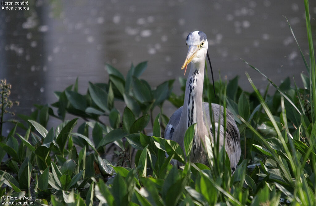 Grey Heronadult, Behaviour