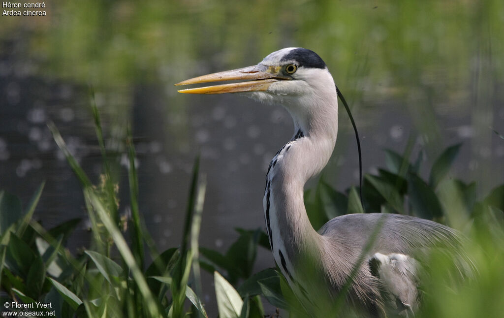 Grey Heronadult, identification, Behaviour