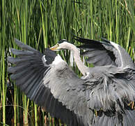 Grey Heron