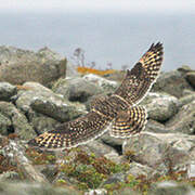 Short-eared Owl