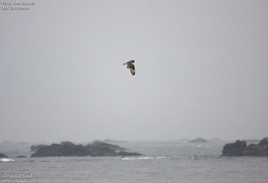 Hibou des marais, Vol