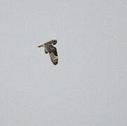 Short-eared Owl