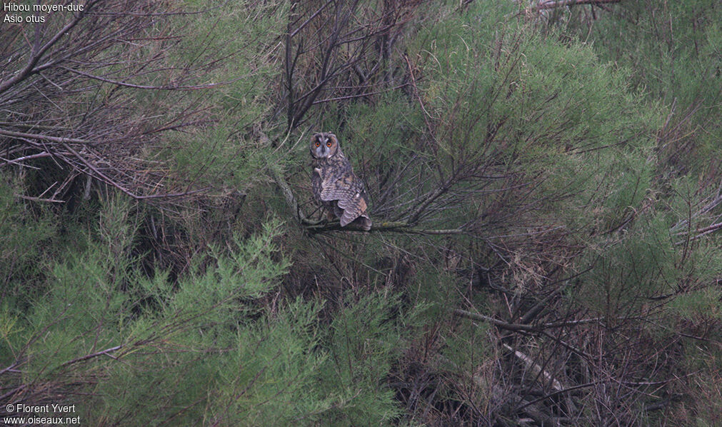 Long-eared Owl, Behaviour