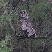 Long-eared Owl