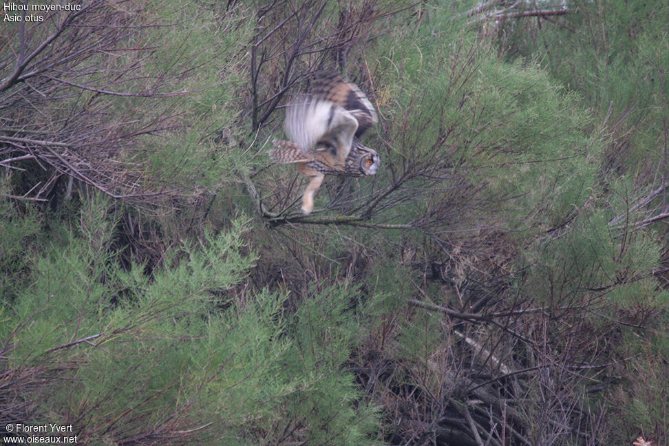 Long-eared Owl, Flight