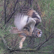 Long-eared Owl