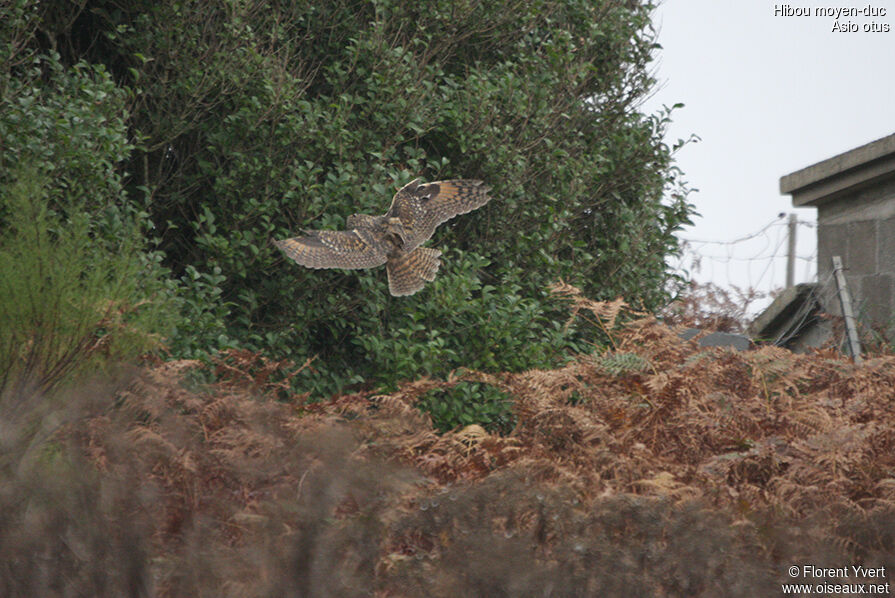 Long-eared Owl, Flight