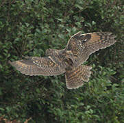 Long-eared Owl