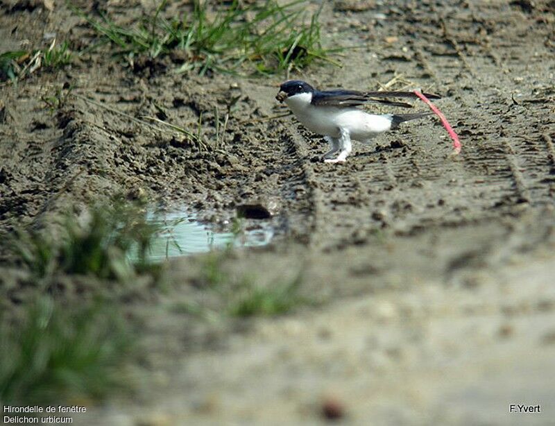 Common House Martin, Reproduction-nesting, Behaviour