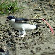 Western House Martin