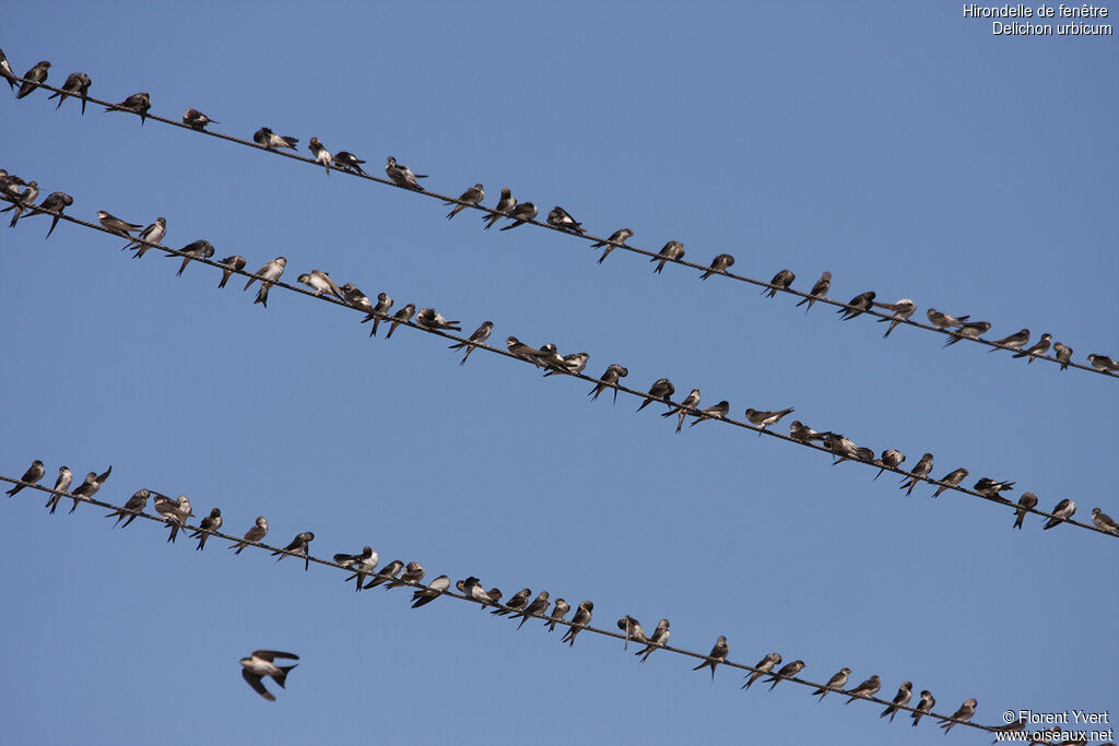 Common House Martin