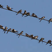 Western House Martin