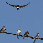 Common House Martin