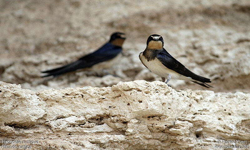 Hirondelle rustique, Nidification