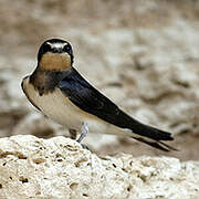 Barn Swallow