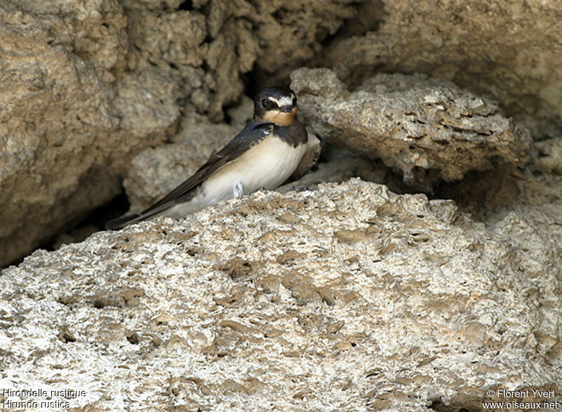 Hirondelle rustique, Nidification