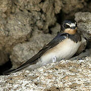 Barn Swallow