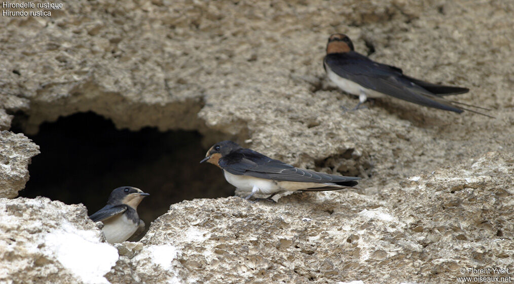 Barn Swallow, Reproduction-nesting