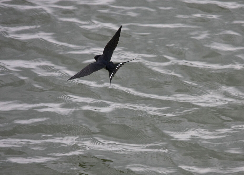 Barn Swallow