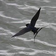 Barn Swallow