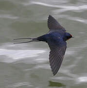 Barn Swallow