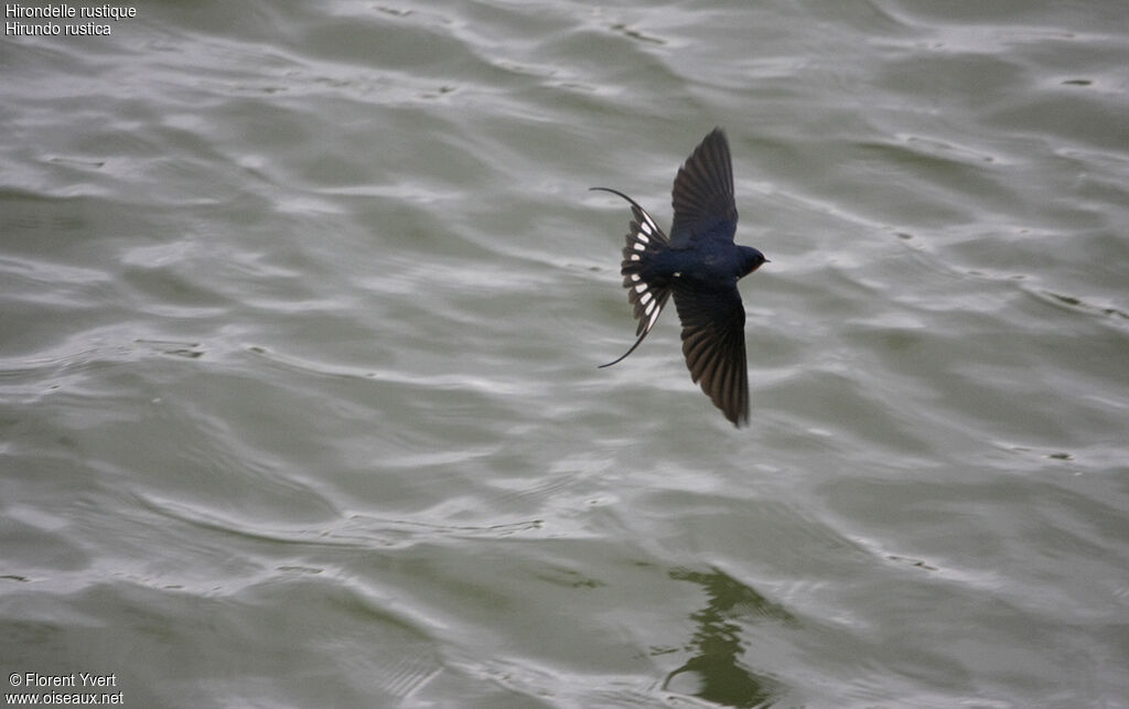 Barn Swallowadult post breeding, Flight