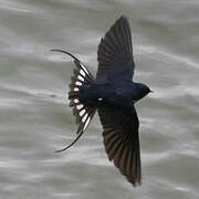 Barn Swallow