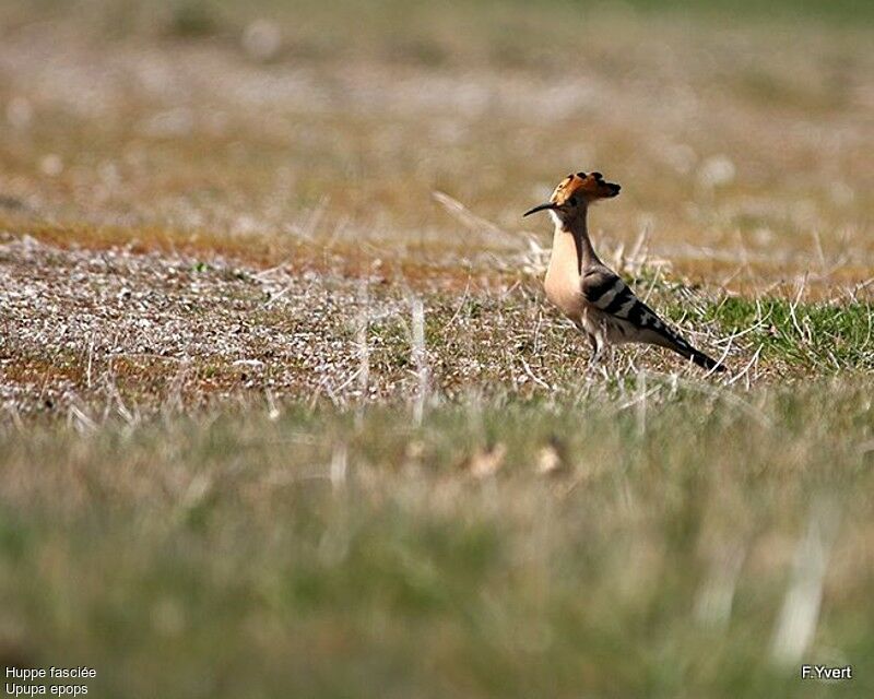 Eurasian Hoopoe, Behaviour