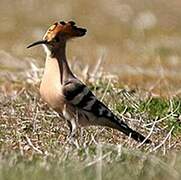 Eurasian Hoopoe