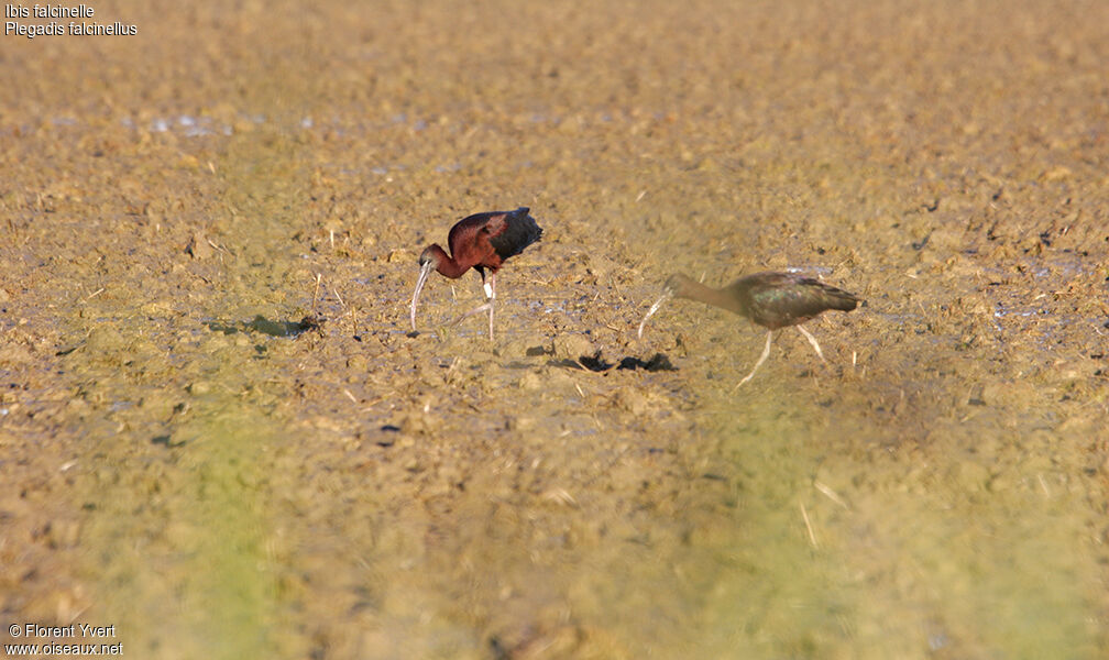 Glossy Ibis, feeding habits