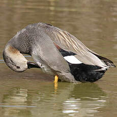 Canard chipeau