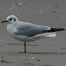 Mouette rieuse