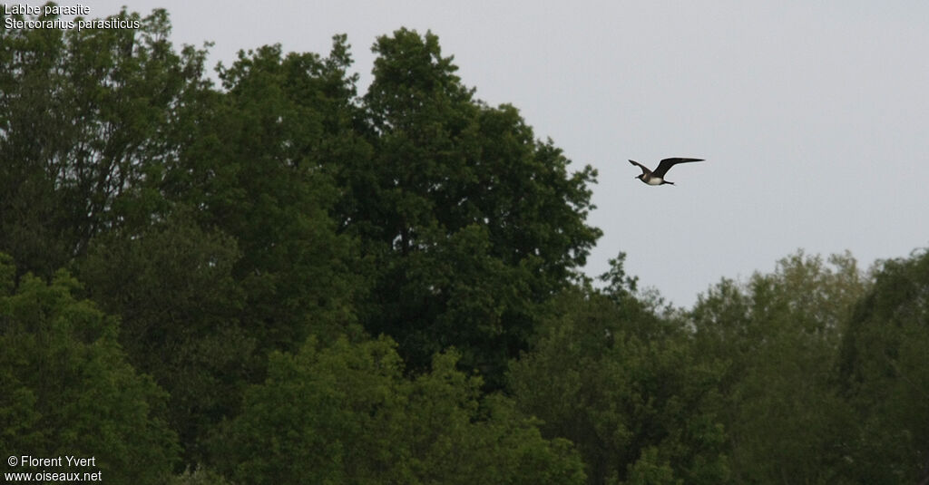 Parasitic Jaegeradult breeding, Flight