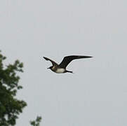 Parasitic Jaeger