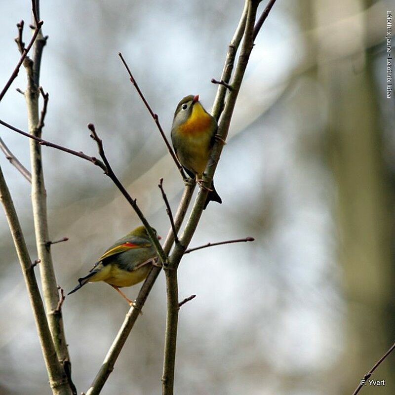 Red-billed Leiothrix adult, identification