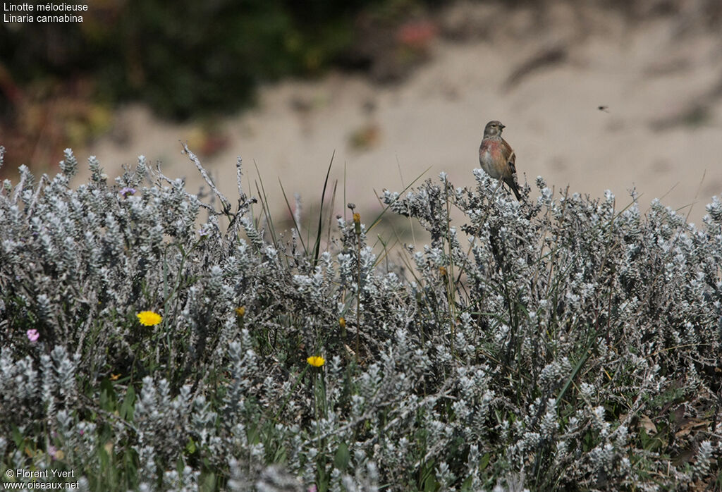 Common Linnet