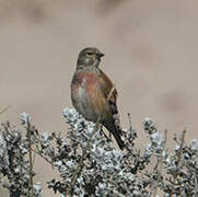 Common Linnet