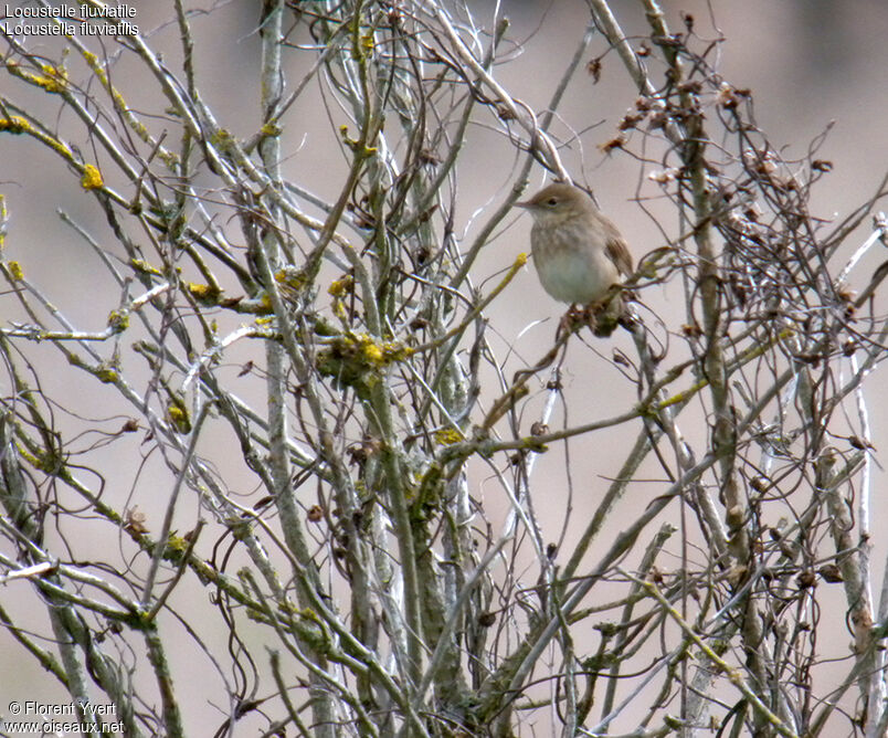 River Warbler male adult breeding, identification