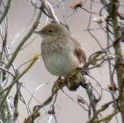 River Warbler