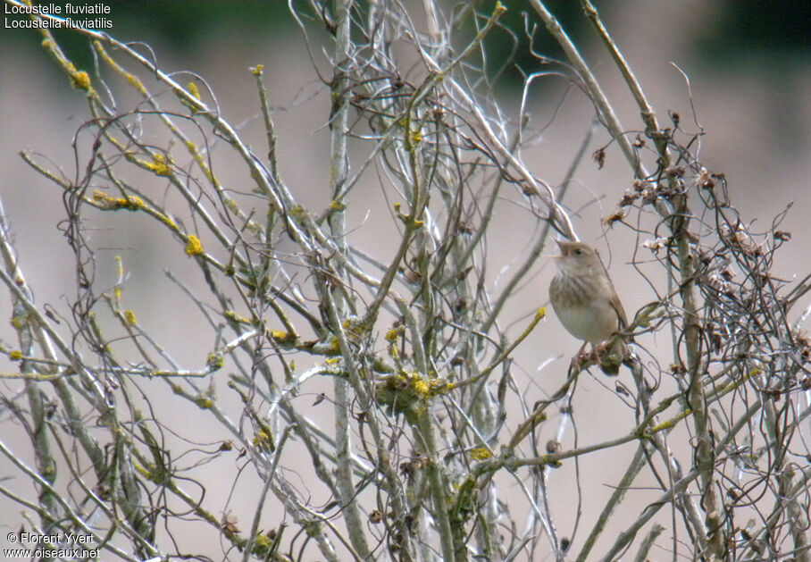 River Warbler male adult breeding, identification, song