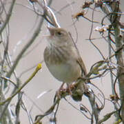 River Warbler