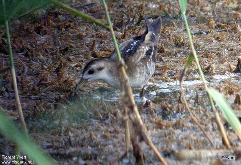 Little CrakeFirst year, identification, Behaviour