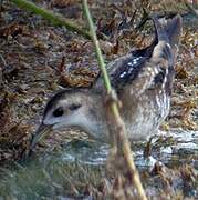 Little Crake