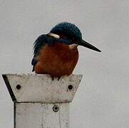 Common Kingfisher