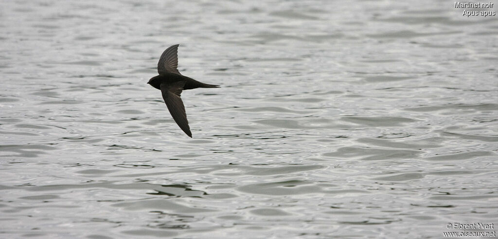 Common Swiftadult, Flight