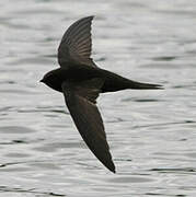 Common Swift