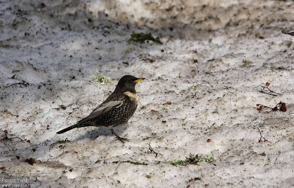 Ring Ouzeladult breeding, identification